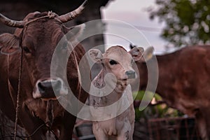 Animal from the farm making part of Bovidae family showing love to each other