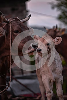 Animal from the farm making part of Bovidae family showing love to each other