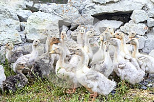 Animal farm theme. A group of yellow and gray domestic ducks with outstretched necks on green grass against a stone fence.