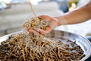 animal feed. mixed fodder pellet for fish photo