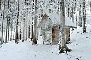 Animal feeder in frostbitten forest