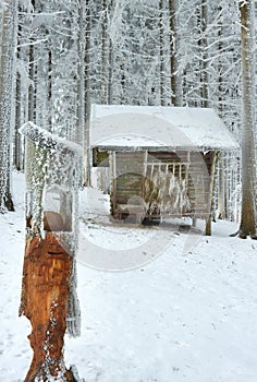 Animal feeder in frostbitten forest