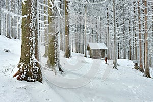 Animal feeder in frostbitten forest
