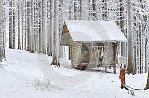 Animal feeder in frostbitten forest photo