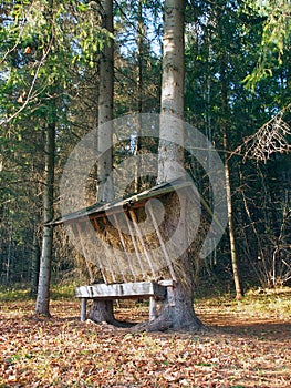 Animal feeder in Slovak forest