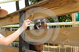 Animal feeding farm domestic goat nature outdoors livestock young, for mammal food for grass for green zoo, industry