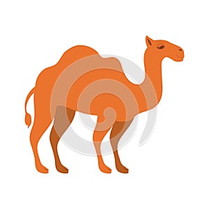 Animal figure of camel cartoon