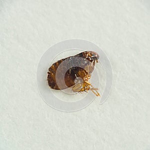 Animal flea