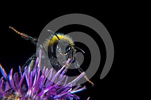 Bumblebee on a flower