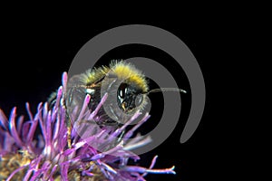 Bumblebee on a flower