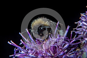 Bumblebee on a flower