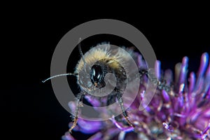 Bumblebee on a flower