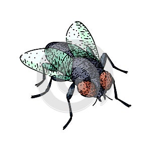 animal fly sketch hand drawn vector photo