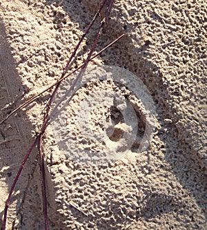 Animal, Foot prints, Sand, Wolf, Coyote, Dog