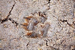 Animal footprint