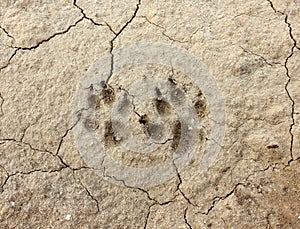 Animal footprint