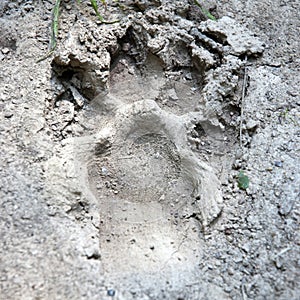 Animal footprint