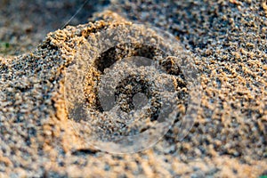 Animal footprint on sand close-up