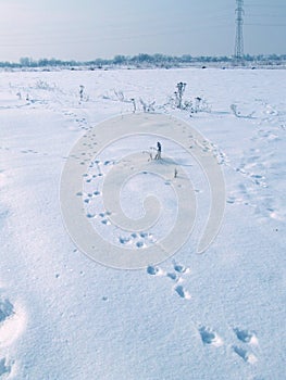 Animal footprint on a snow