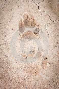 Animal footprint