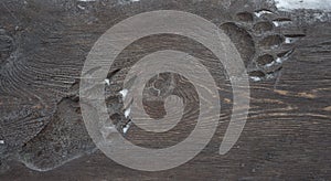 Animal footprint on the wooden surface photo
