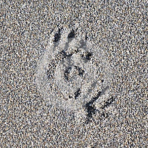 Animal footprints in coarsegrained sand photo