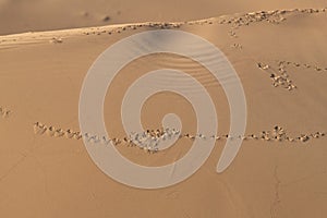 Animal footprints on the dunes