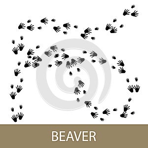 Animal footprints of the European beaver