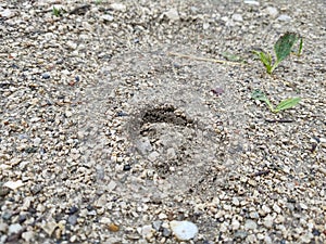 Animal footprints in the mud after the rain.