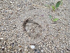 Animal footprints in the mud after the rain.