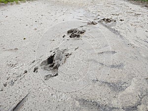 Animal footprints in the mud after the rain.