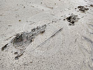 Animal footprints in the mud after the rain.