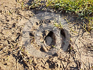 Animal footprints in the mud after the rain.