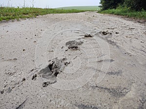 Animal footprints in the mud after the rain.