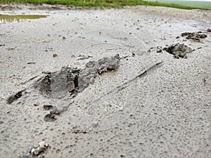 Animal footprints in the mud after the rain.