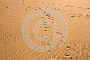 Animal footprints in the sand