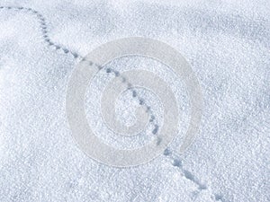 Animal footprints in Snow