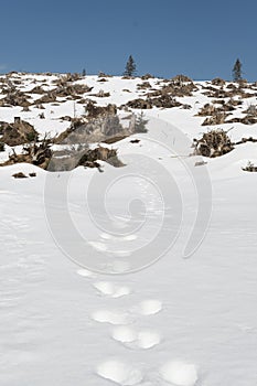 Animal footprints in snow, clear cut forest area in background