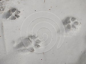 Animal footprints in the snow during winter.