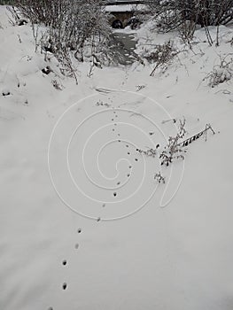 Animal footprints in the snow during winter.