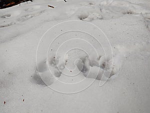 Animal footprints in the snow during winter.