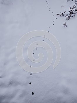 Animal footprints in the snow during winter.