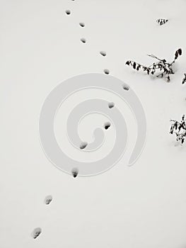 Animal footprints in the snow during winter.