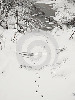 Animal footprints in the snow during winter.