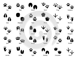 Animal footprints. Walking track animals paw with name, pets tracks, bird and wild animals trail, wildlife safari feet