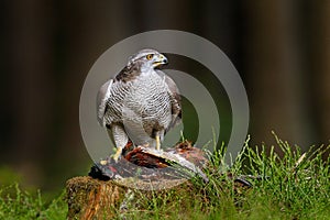 Animal in the forest. Goshawk with killed Common Pheasant on the moss in green forest, bird of prey in nature habitat, Germany.