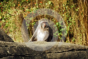 Animal - Formosan Macaque (Macaca cyclopis)