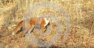 Animal the Fox in wood