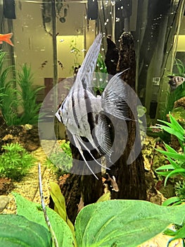 Animal - Freshwater angelfish