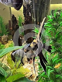 Animal - Freshwater angelfish